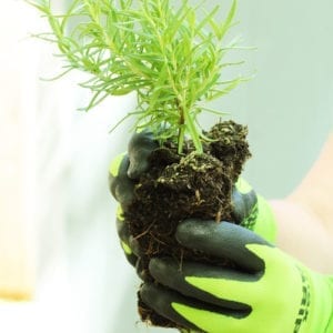 plant's roots