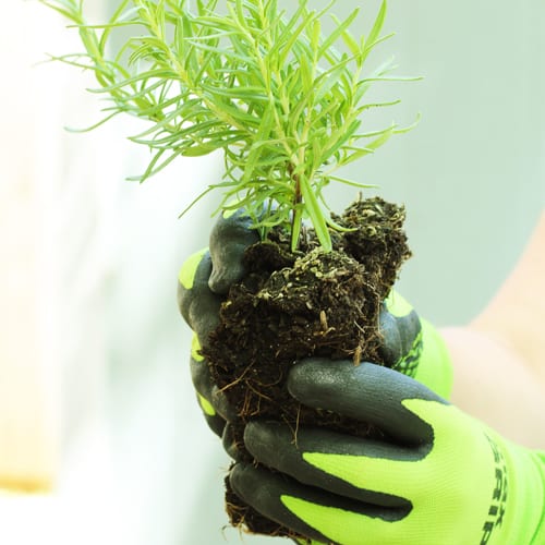 plant's roots