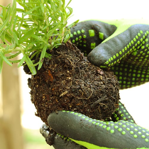 roots