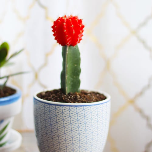 red cactus