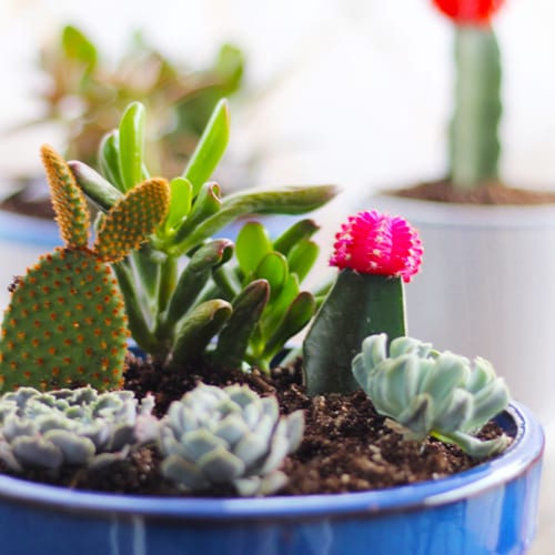 indoor container garden