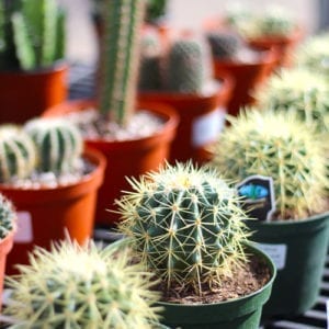 cactus plants close up