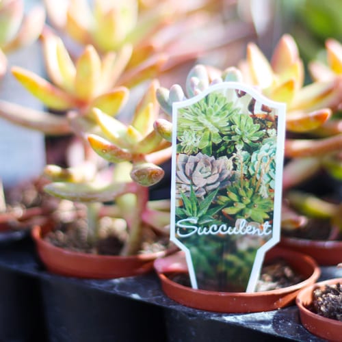 succulent plants and tag