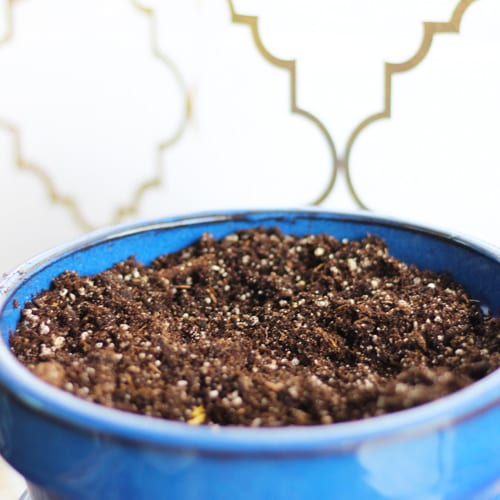 potting soil in pottery