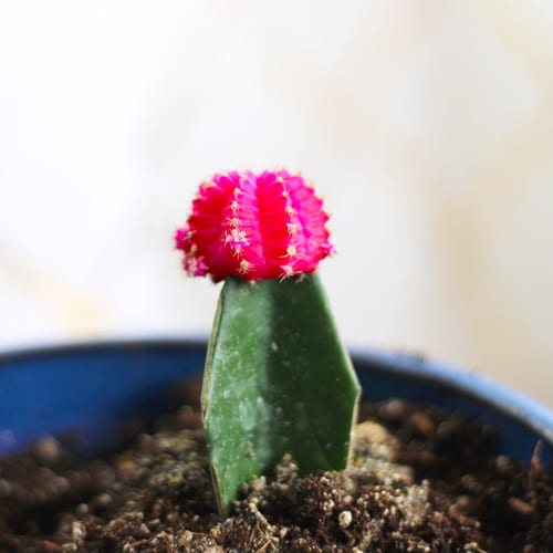 pink grafted cactus