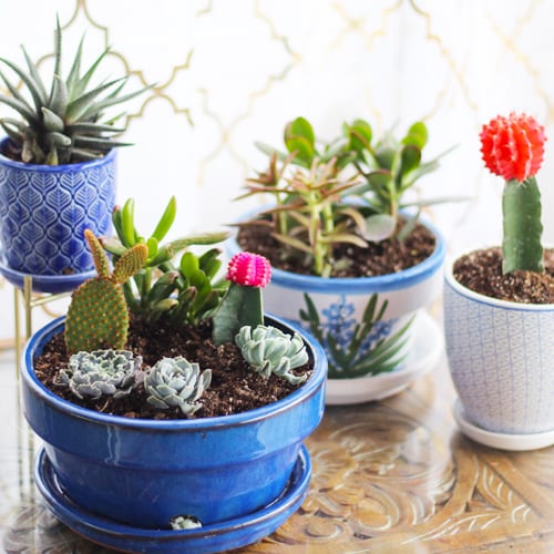 container garden with succulents and cacti