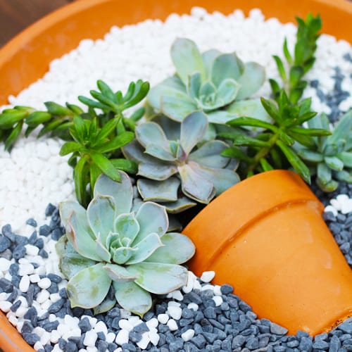 close up of succulents