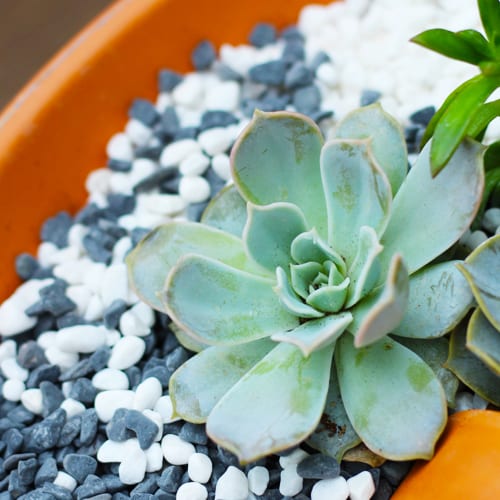 succulents