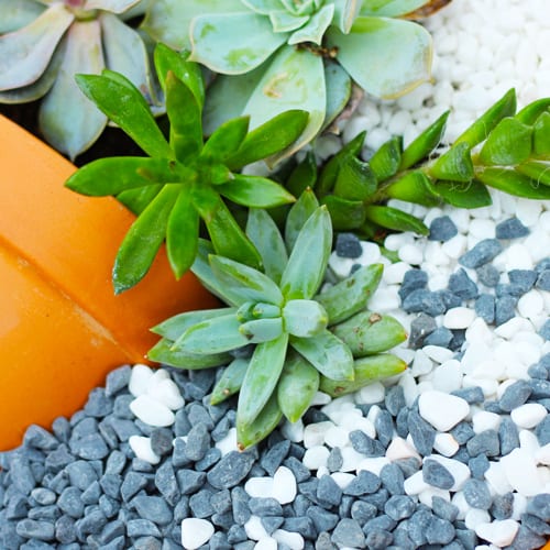 small succulents and pebbles