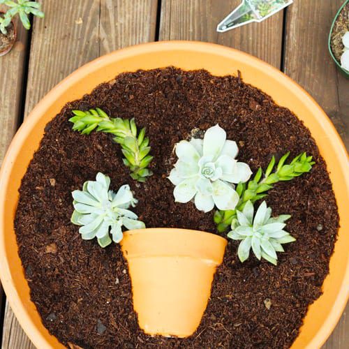 plant succulents in soil