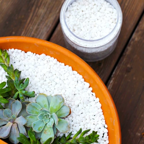 succulents garden art add white pebbles to top of design to cover soil