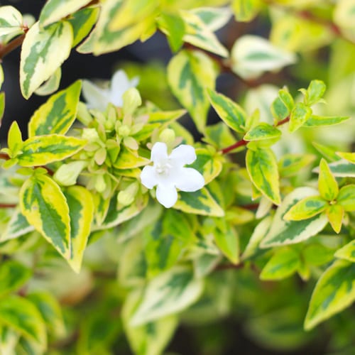 abelia