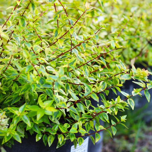 Kaleidoscope Abelia