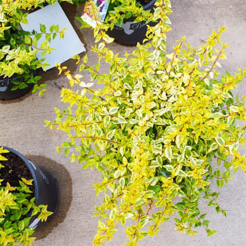 Kaleidoscope Abelia plant