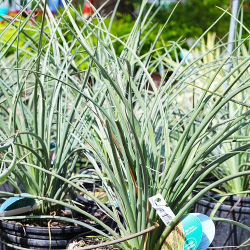red yucca