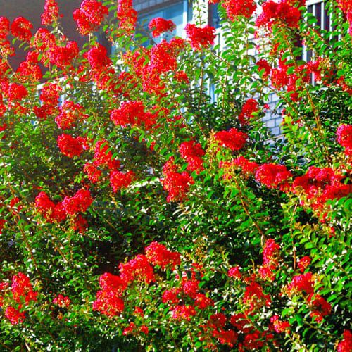 red Crapemyrtle