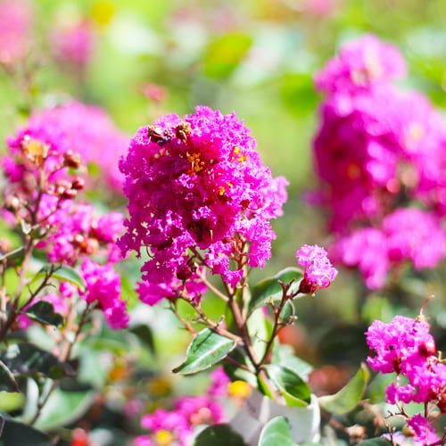 lavender Crapemyrtles