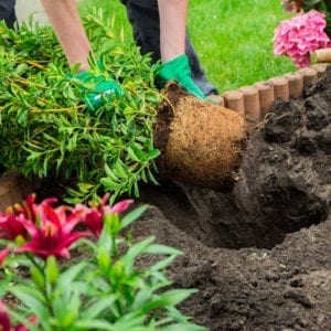 fall planting