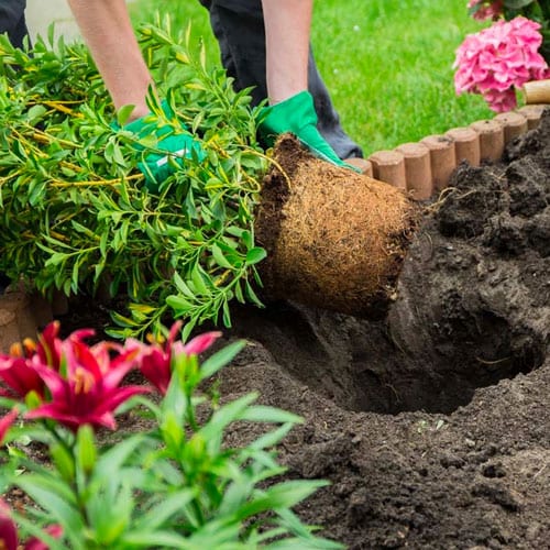 fall planting