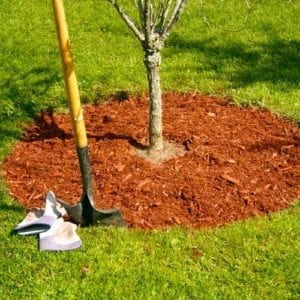 mulch