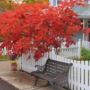 fall planting