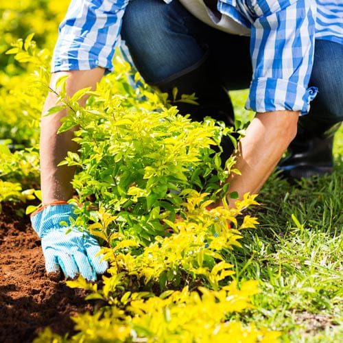 fall planting