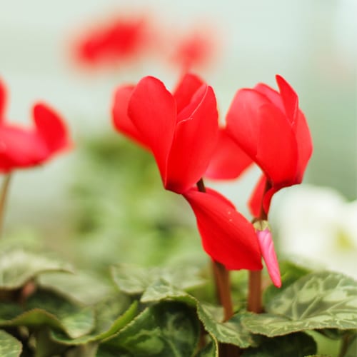 cyclamen