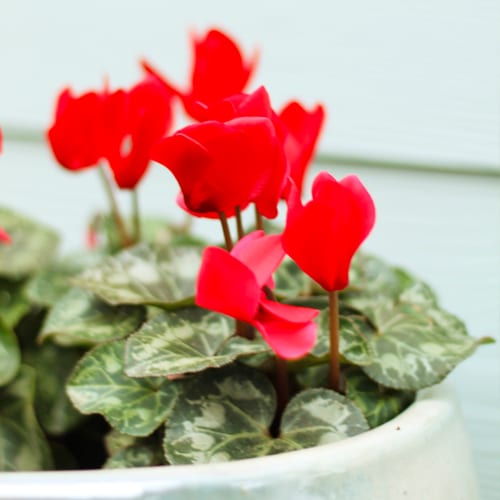 red cyclamen