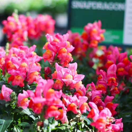 snapdragons