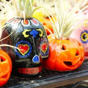 air plant pumpkin