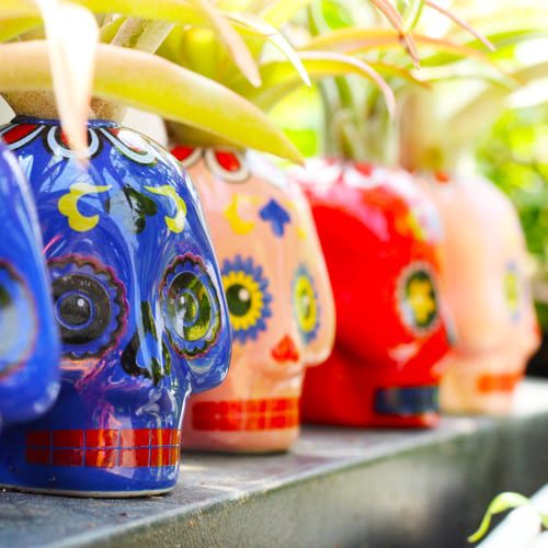 sugar skull air plants