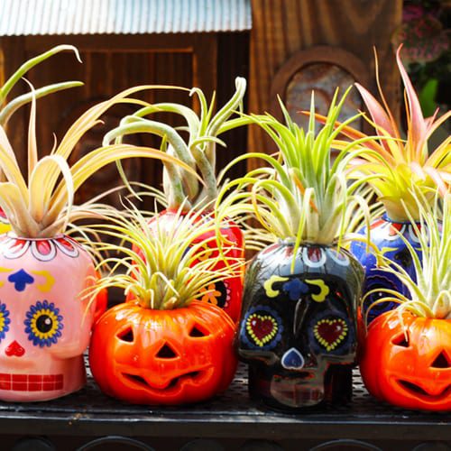 ceramic planter
