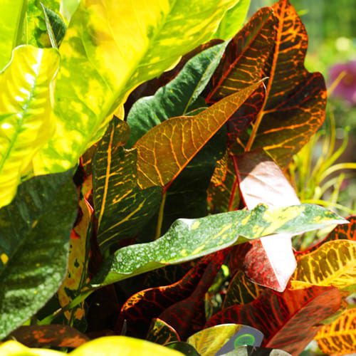 croton shrub