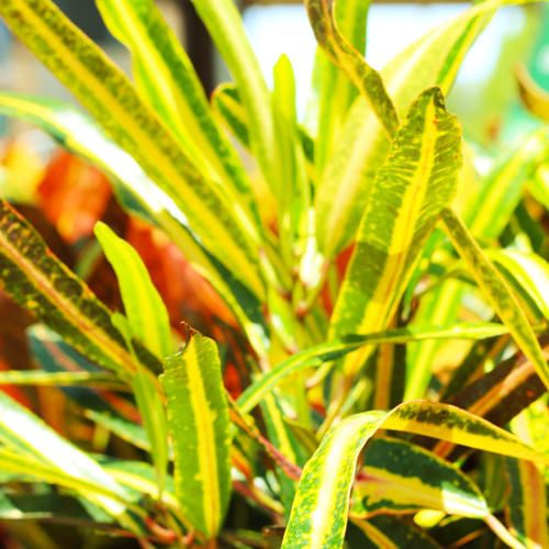 croton indoor plant