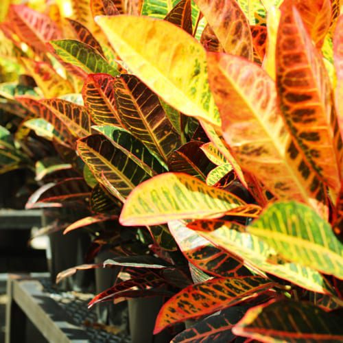 crotons