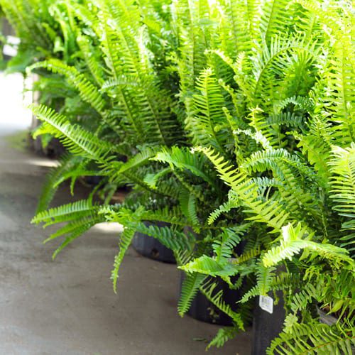 kimberly queen fern plants