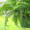 Kimberly Queen Fern Hanging Basket Photo 2