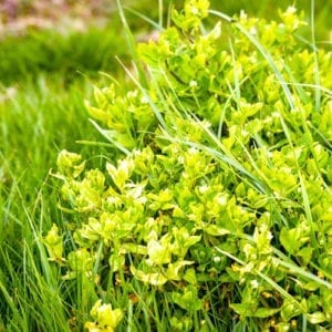 chickweed in lawn