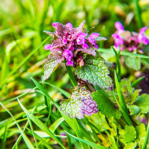 henbit