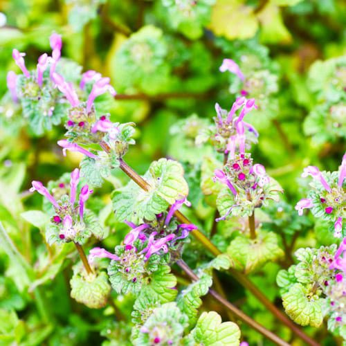 henbit weeds