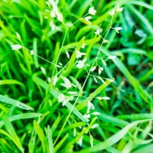poa annua