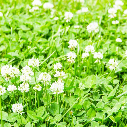 clover weeds