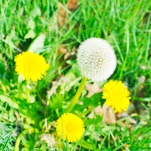 dandelion weeds in lawn