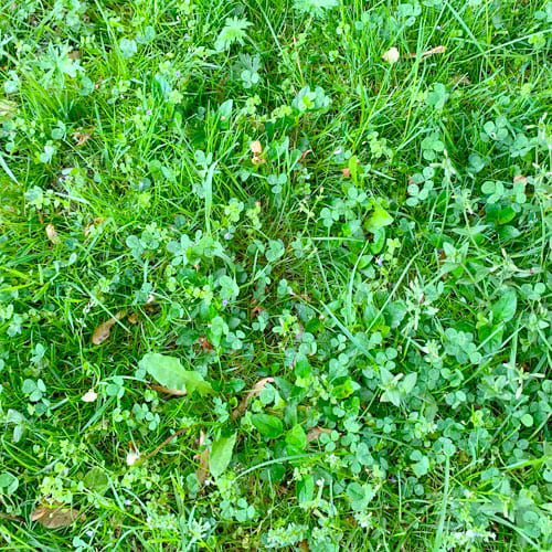 weeds in lawn