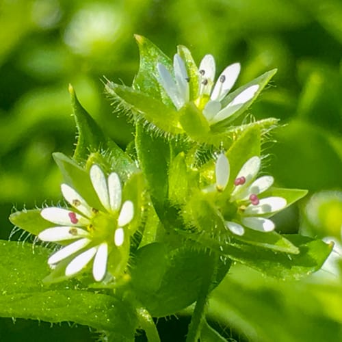 chickweed