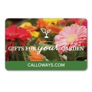 gift ideas