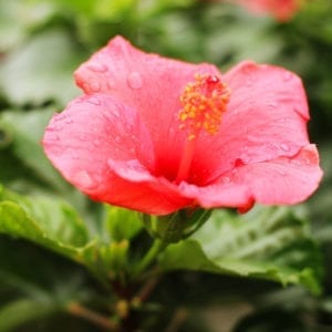 hibiscus