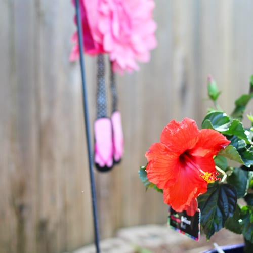 tropical hibiscus