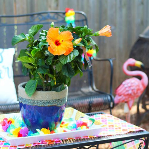 tropical hibiscus