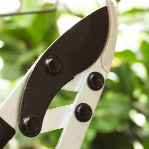 pruning shears